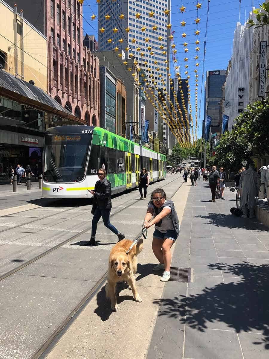 Dozer the golden retriever and Nagi in Melbourne - November 2019