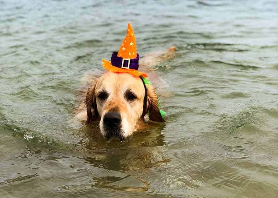 Dozer the golden retriever dog swimming with witches hat for Halloween