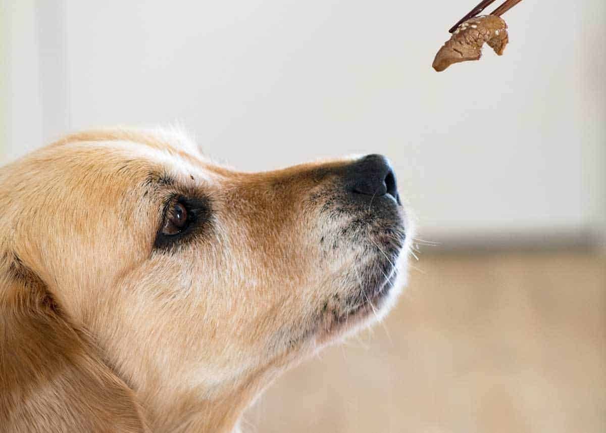 Dozer Chinese Beef and Broccoli