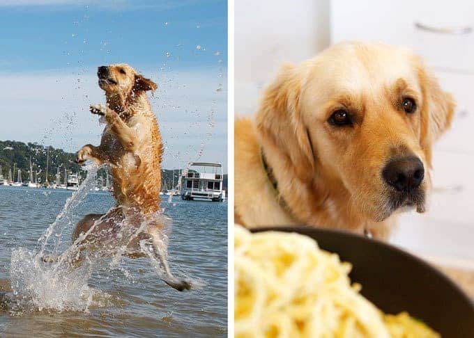 Dozer the RecipeTin Official Dog making a splash