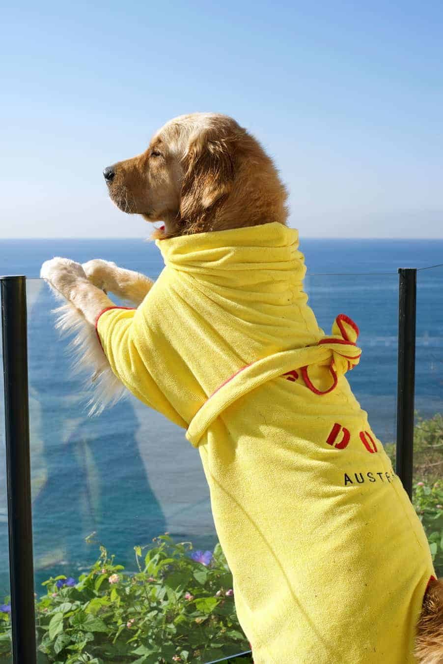 Dozer the golden retriever in robe