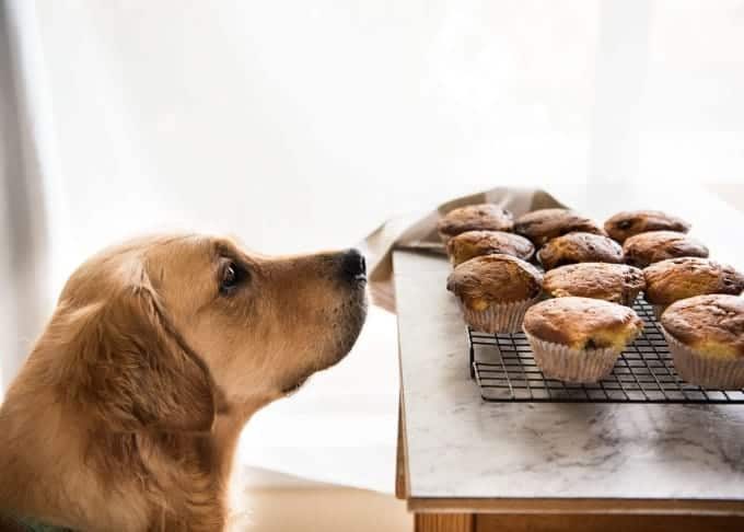 Dozer Choc Chip Muffins