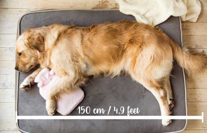 Dozer-Sprawled-Measured