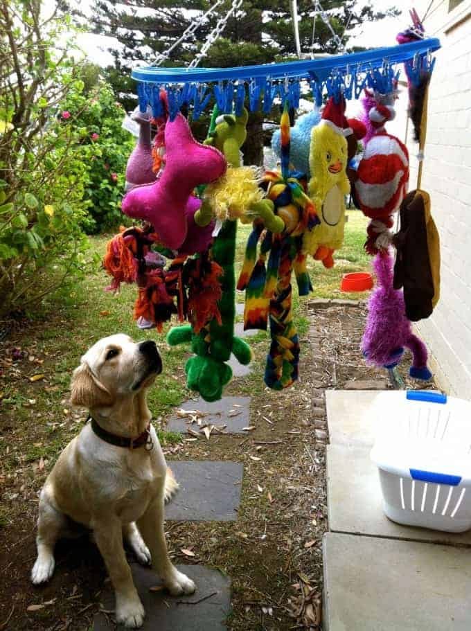 Dozer gazing forlornly at toys