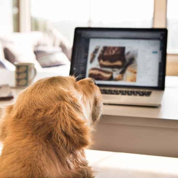 Dozer Peanut Butter Cheesecake Stuffed Chocolate Loaf