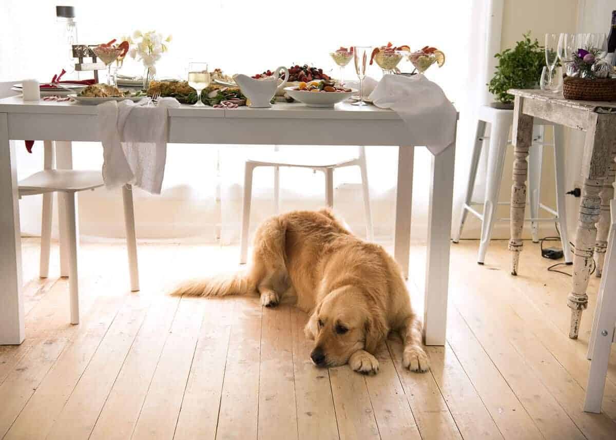 Dozer golden retriever Christmas