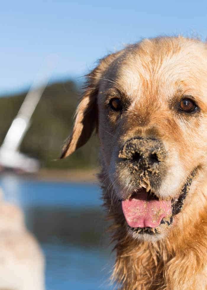 Dozer the golden retriever with sand on nose