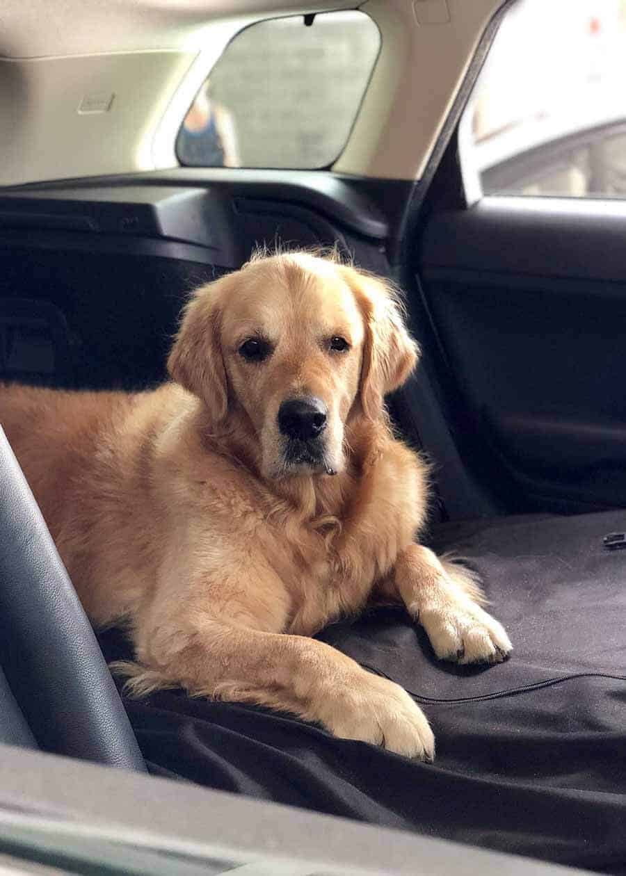 Dozer the golden retriever in a boot of a Range Rover