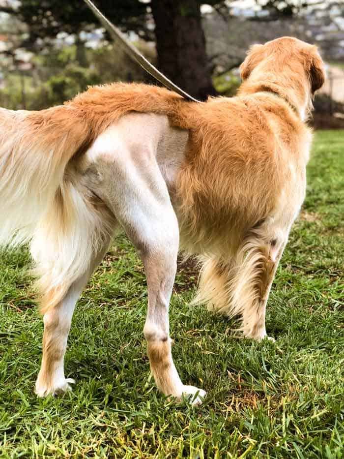 Dozer the golden retriever with a shaved rump