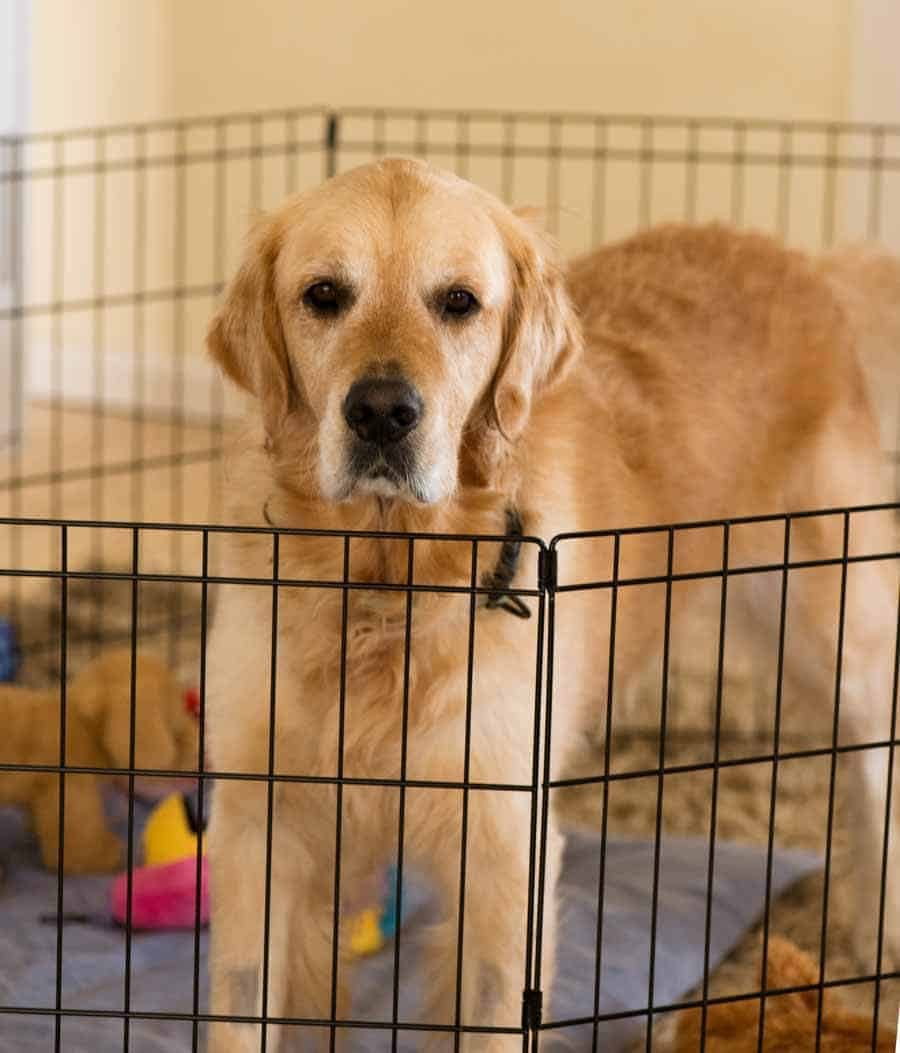 Dozer the golden retriever confined to a play pen