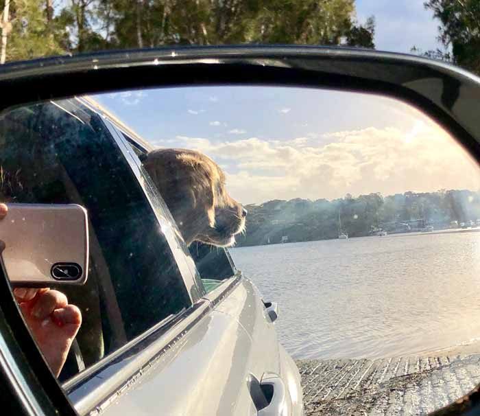 Dozer the golden retriever missing the dog beach