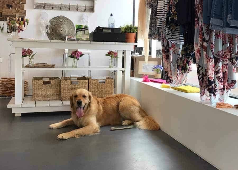 Dozer the golden retriever dog in a dress shop