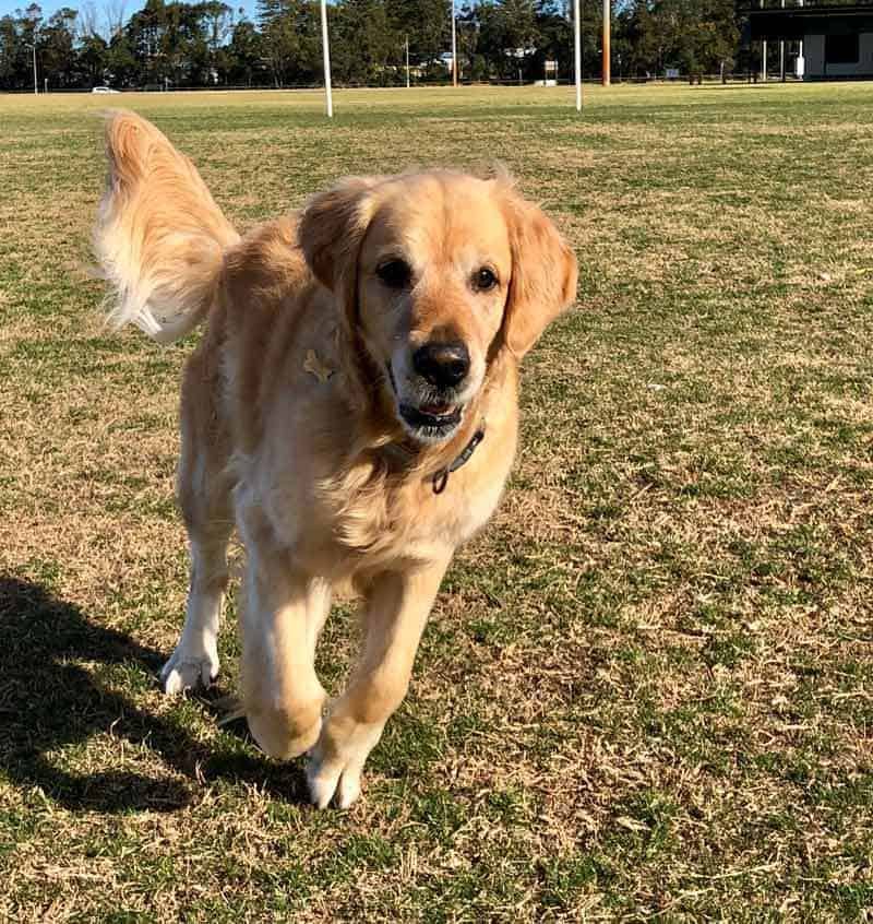 Dozer the golden retriever dog at park