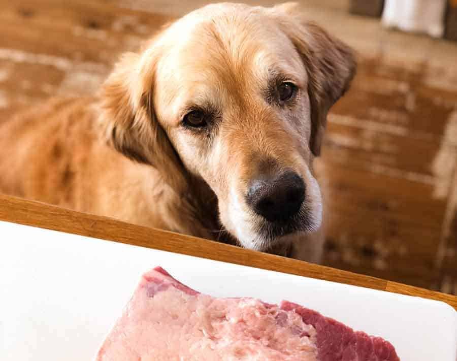 Dozer the golden retriever dog ogling over beef