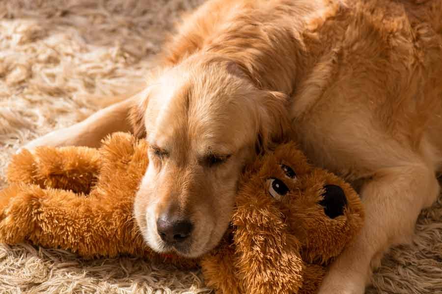 Dozer the golden retriever dog using a plush toy as a pillow