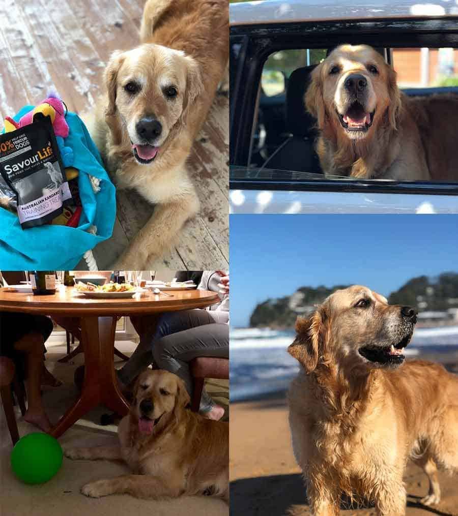 Dozer the golden retriever dog at Avoca