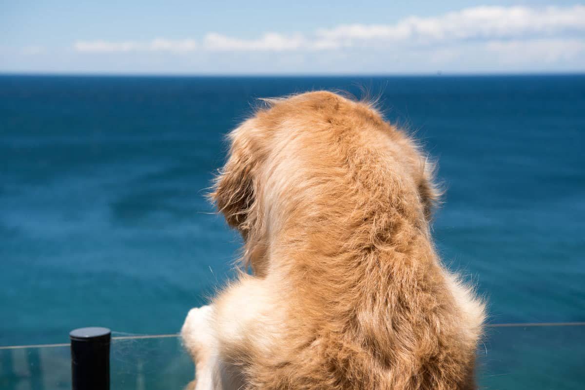Dozer the golden retriever dog checking out the view of the ocean