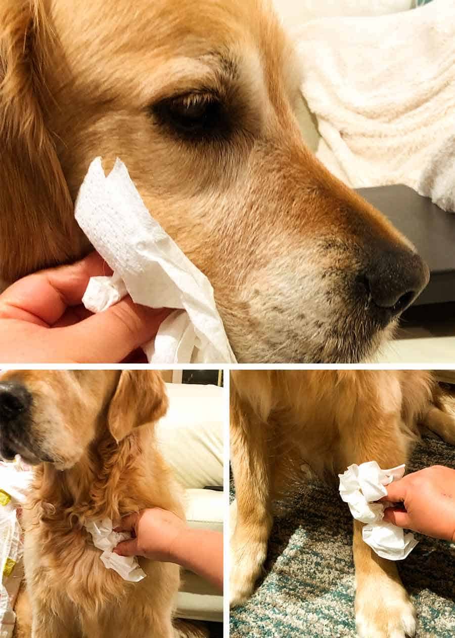 Nagi dabbing drool off Dozer