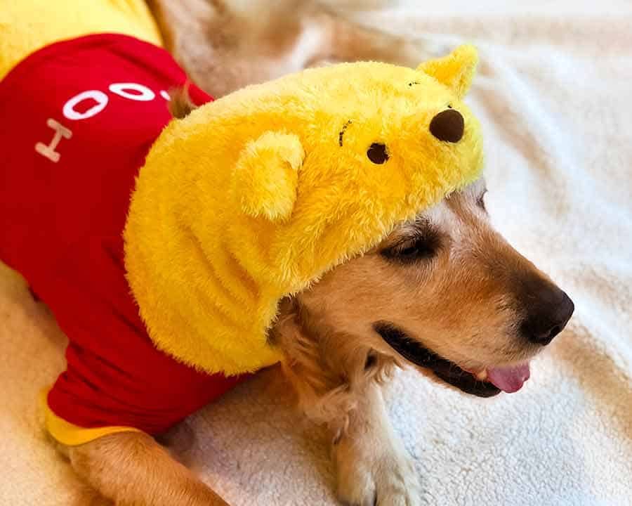 Dozer the golden retriever dog in a Winnie the Pooh outfit from Harujuku in Tokyo