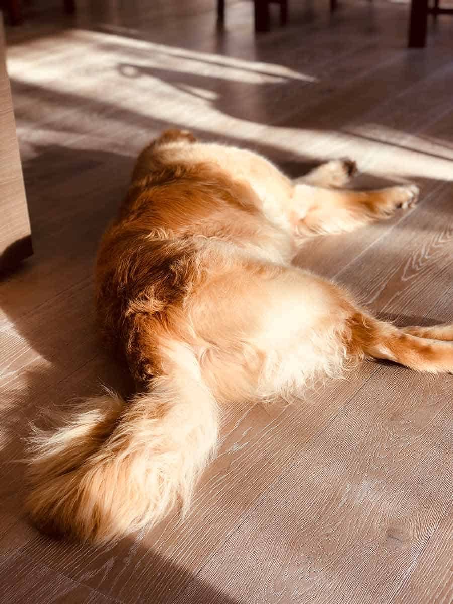 Dozer the golden retriever snoozing post pie