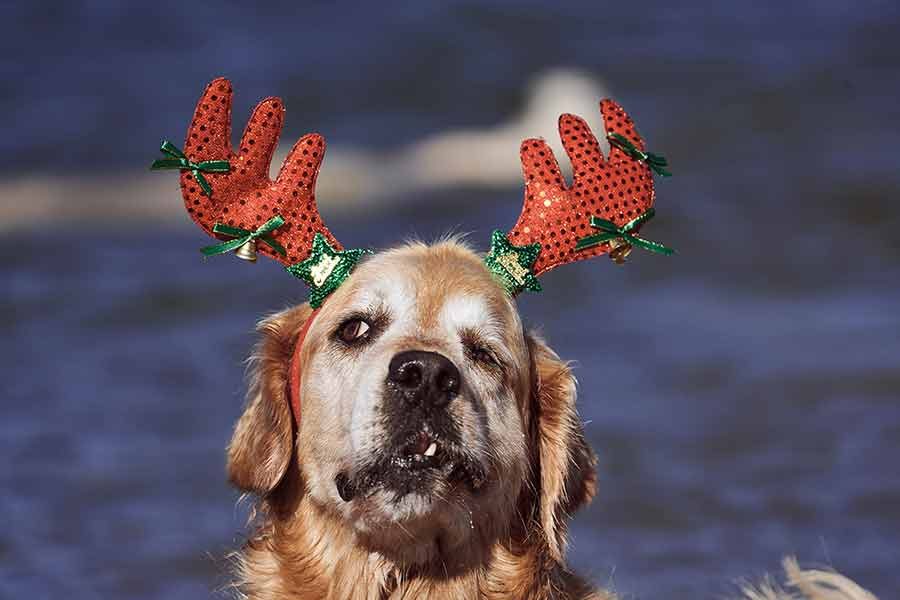 Dozer Nagi Bayview Christmas 2020 Unleashed Pittwater