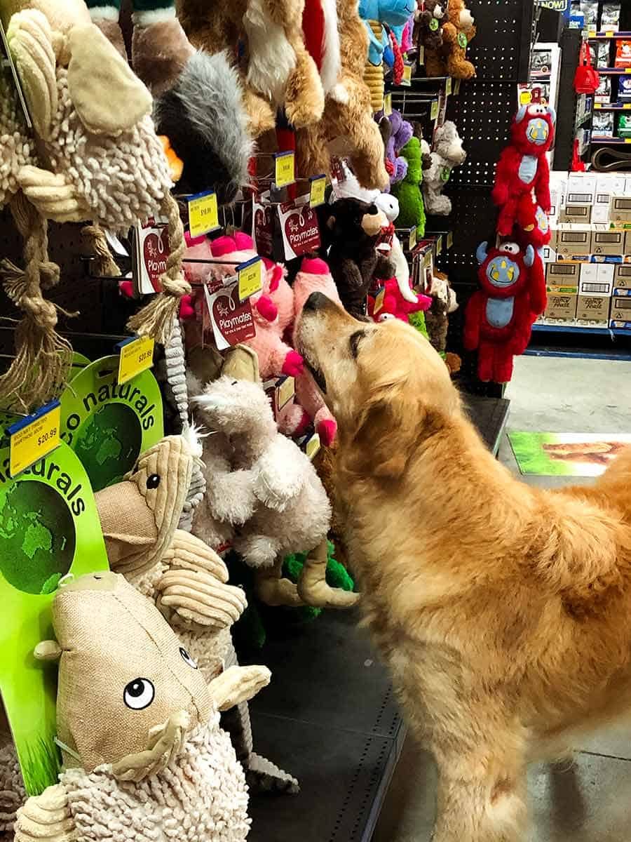Dozer the golden retriever choosing a toy