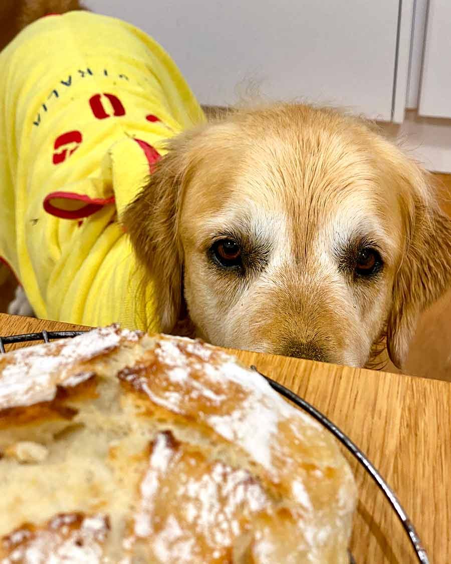 Dozer golden retriever no knead artisan bread
