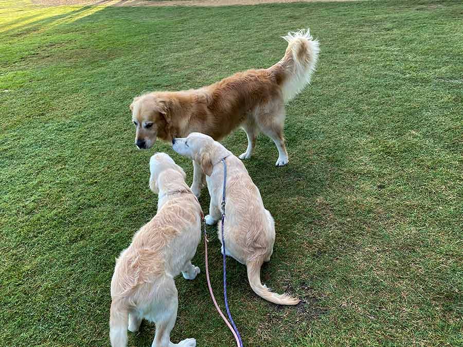 Dozer with 2 puppies