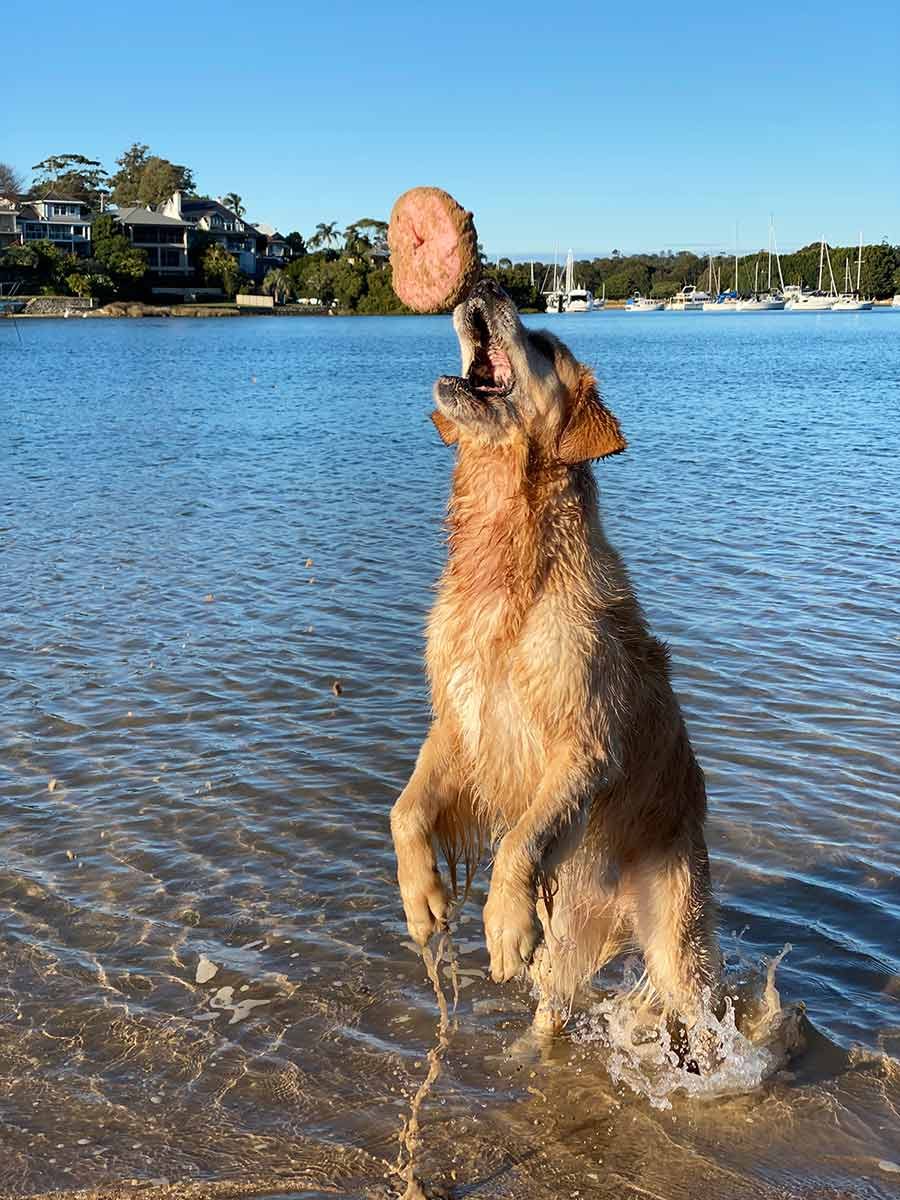 Dozer-catching-doghnut