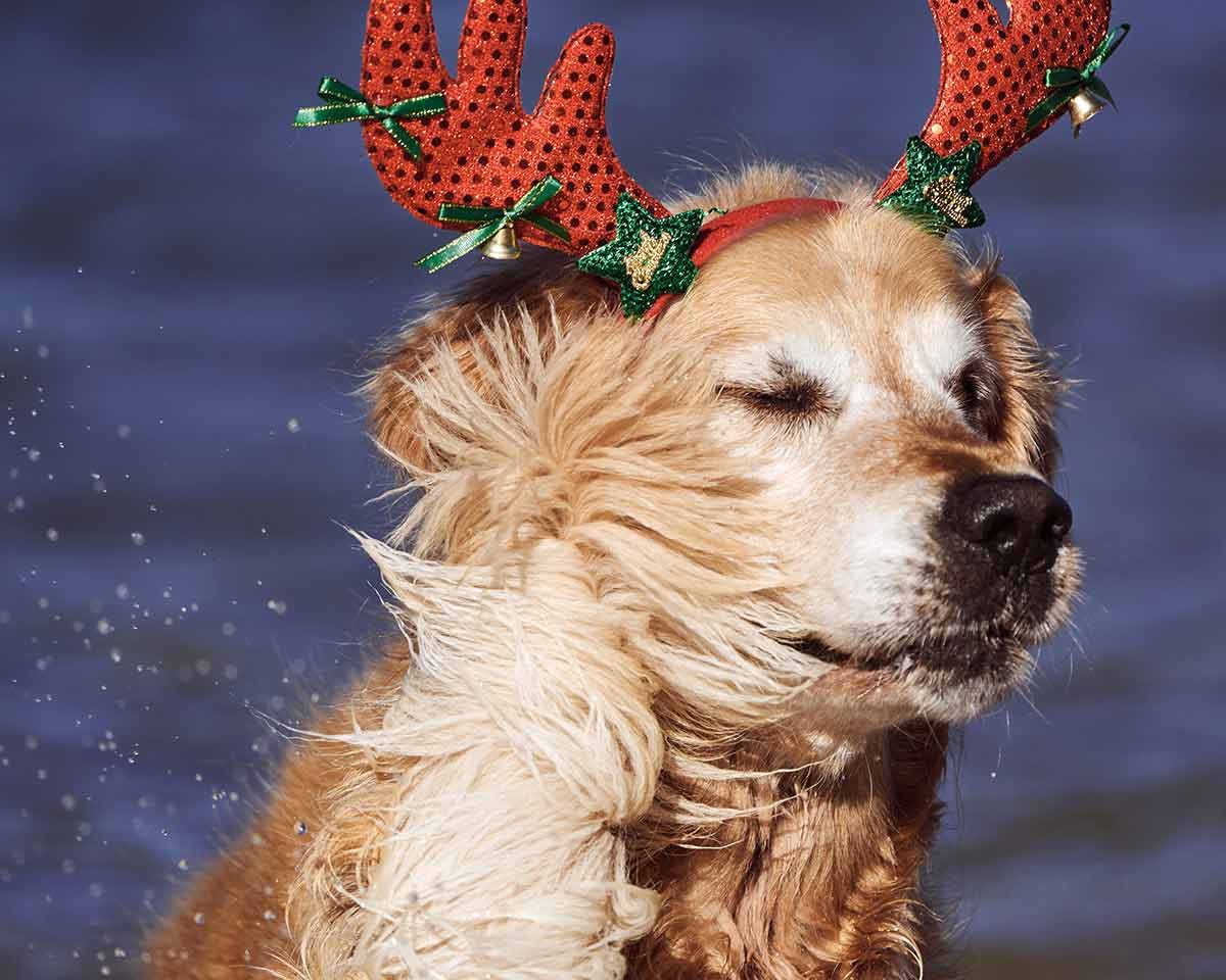 Dozer getting smacked in face by tail Christmas 2020