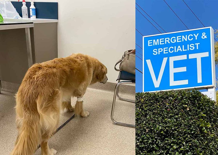 Dozer emergency Vet gastro