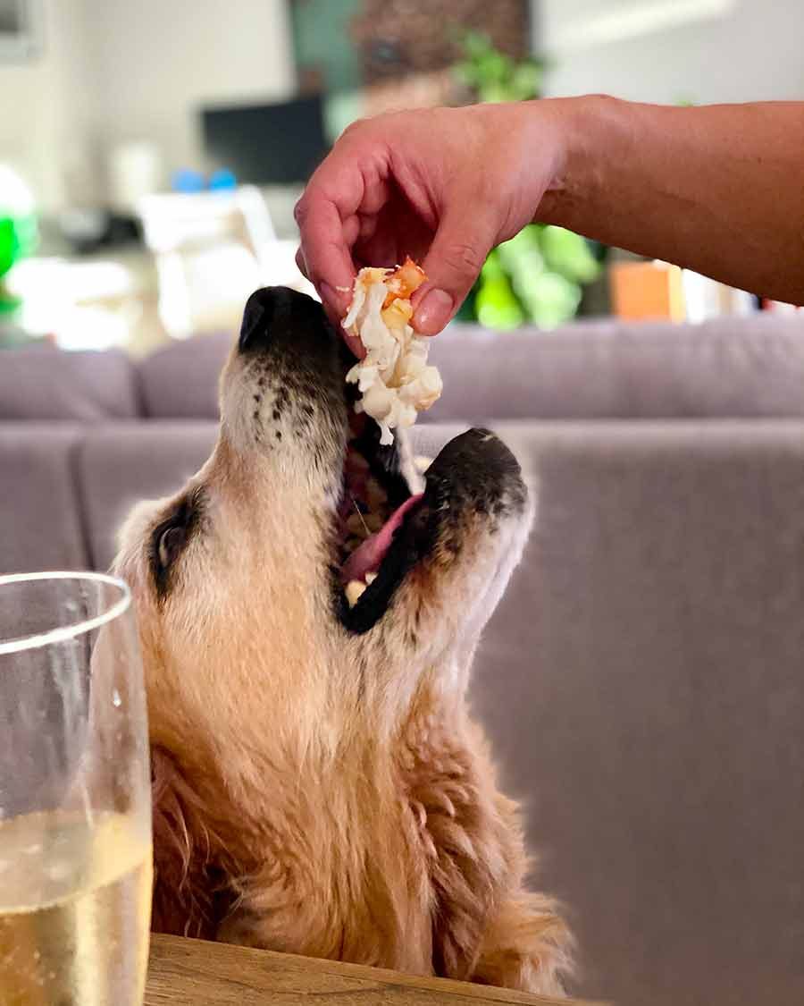 Dozer eating crab meat