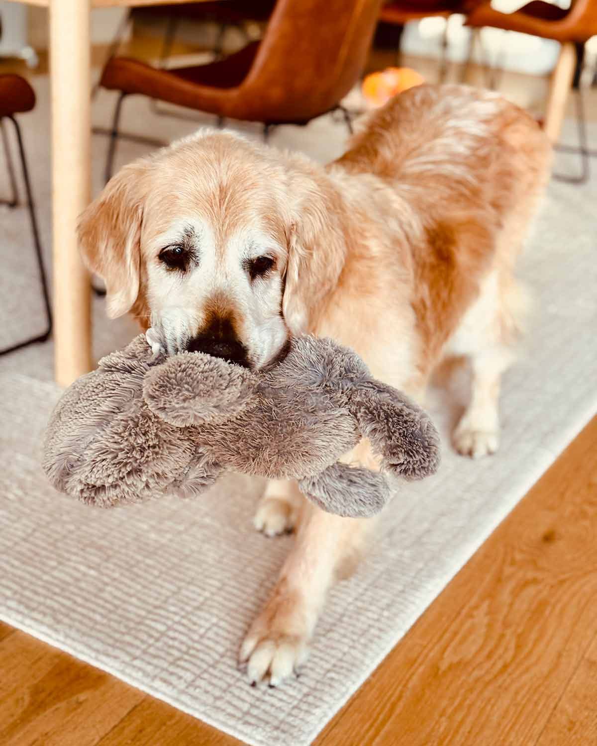 Dozer stuffed toy in mouth September 2025